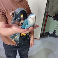 Pappagallino addomesticato