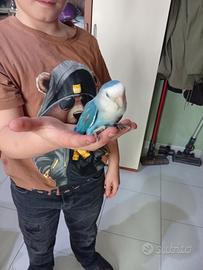 Pappagallino addomesticato