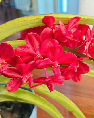 Orchidea Vanda roll on red