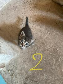 Gattina