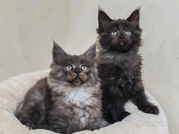 Maine coon