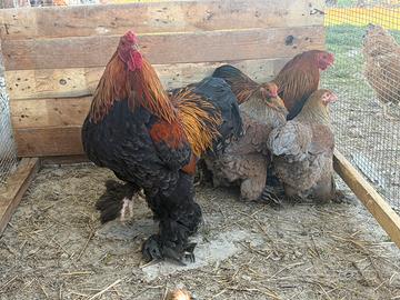 Brahma perniciato oro NANO