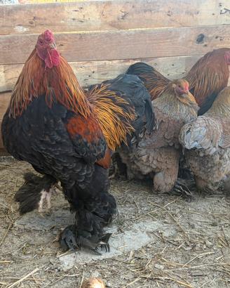 Brahma perniciato oro NANO