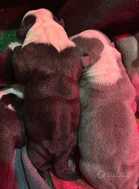 Cuccioli di American Bully Pocket