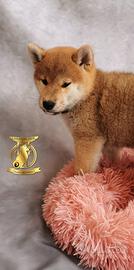 Cuccioli di shiba inu con pedigree l