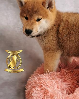 Cuccioli di shiba inu con pedigree l