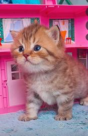 Gattini scottish con pedigree