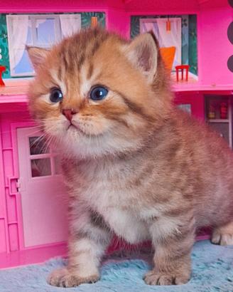 Gattini scottish con pedigree