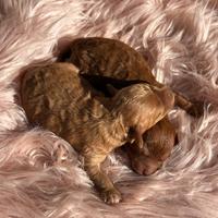 Cucciole di barboncino