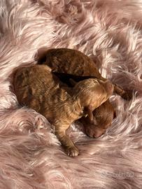 Cucciole di barboncino