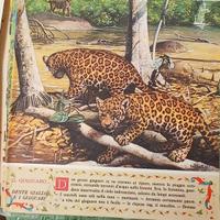 Tutte le fiabe anni 60