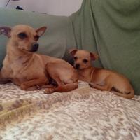 cucciola di chihuahua 
