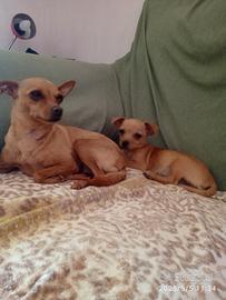 cucciola di chihuahua 