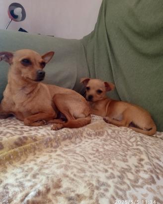 cucciola di chihuahua 