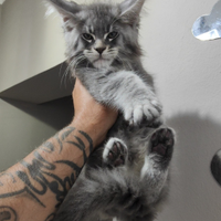 Ultimi Cuccioli Maine Coon Top Genealogia