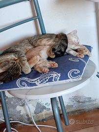 Gattini