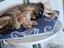 Immagine 1