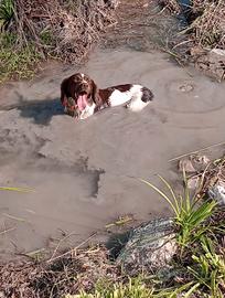 Springer spaniel