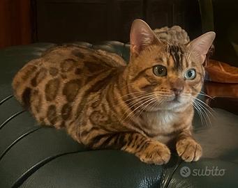 Gatti Bengala