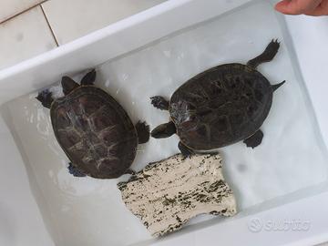 2 Mauremys (ex Ocadia) sinensis