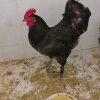 Galline LANGSHAN CROAD