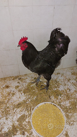 Galline LANGSHAN CROAD