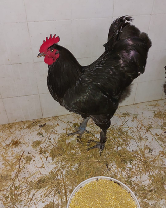 Galline LANGSHAN CROAD