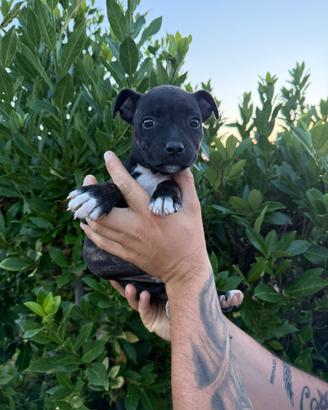 Staffordshire Bull Terrier