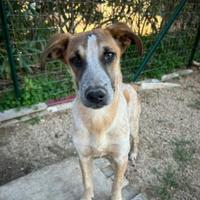 Splendido cucciolo di 8 mesi per adozione