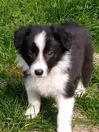 Cuccioli Border Collie