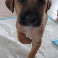 Cuccioli nati 01/09/2025