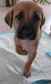 Cuccioli nati 01/09/2025