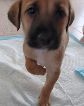 Cuccioli nati 01/09/2025