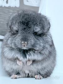 Cincillà cucciolo cucciola Angora