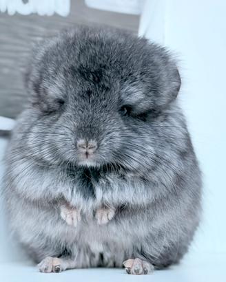 Cincillà cucciolo cucciola Angora