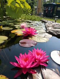 Ninfee e fiori di loto