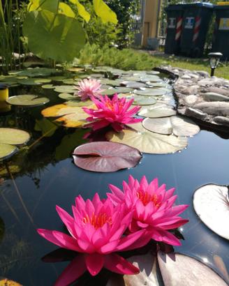 Ninfee e fiori di loto