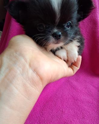 Chihuahua femmina taglia mini pelo lungo