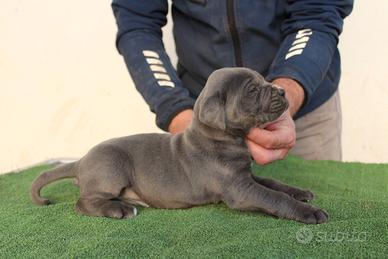 Cane corso cuccioli