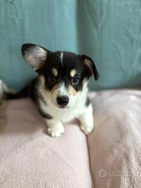 Cucciolo Welsh Corgi Pembroke