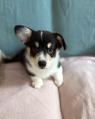 Cucciolo Welsh Corgi Pembroke