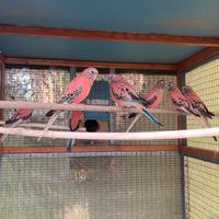 Parrocchetto di bourke