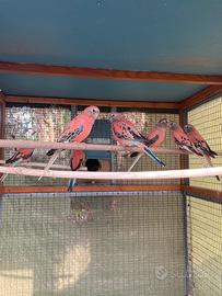 Parrocchetto di bourke