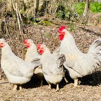 Galline legbar uova azzurre