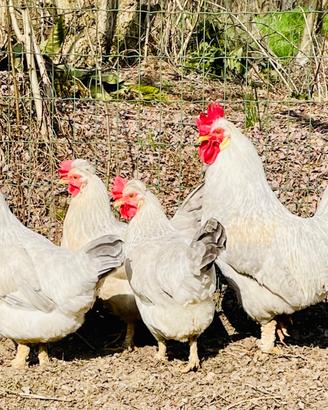 Galline legbar uova azzurre