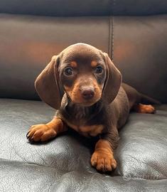 BASSOTTO NANO CIOCCOLATO CUCCIOLI - bassotti nani