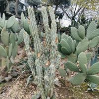 piante grasse 