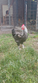 Gallo marans