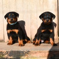 Cuccioli BEAUCERON nero focati