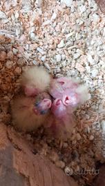 Pulli di calopsite da imbecco